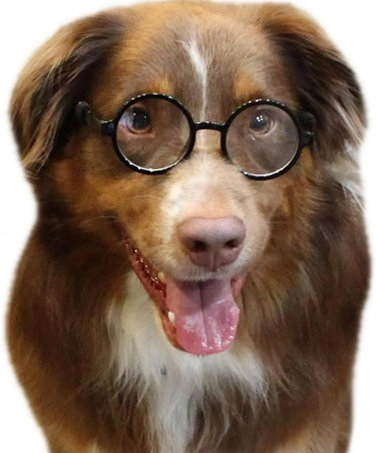 G003 Dog Pet Round Costume Prop Clear Lens Glasses Medium Breeds 18-40lbs (2-Pack Black-Clear Black-clr