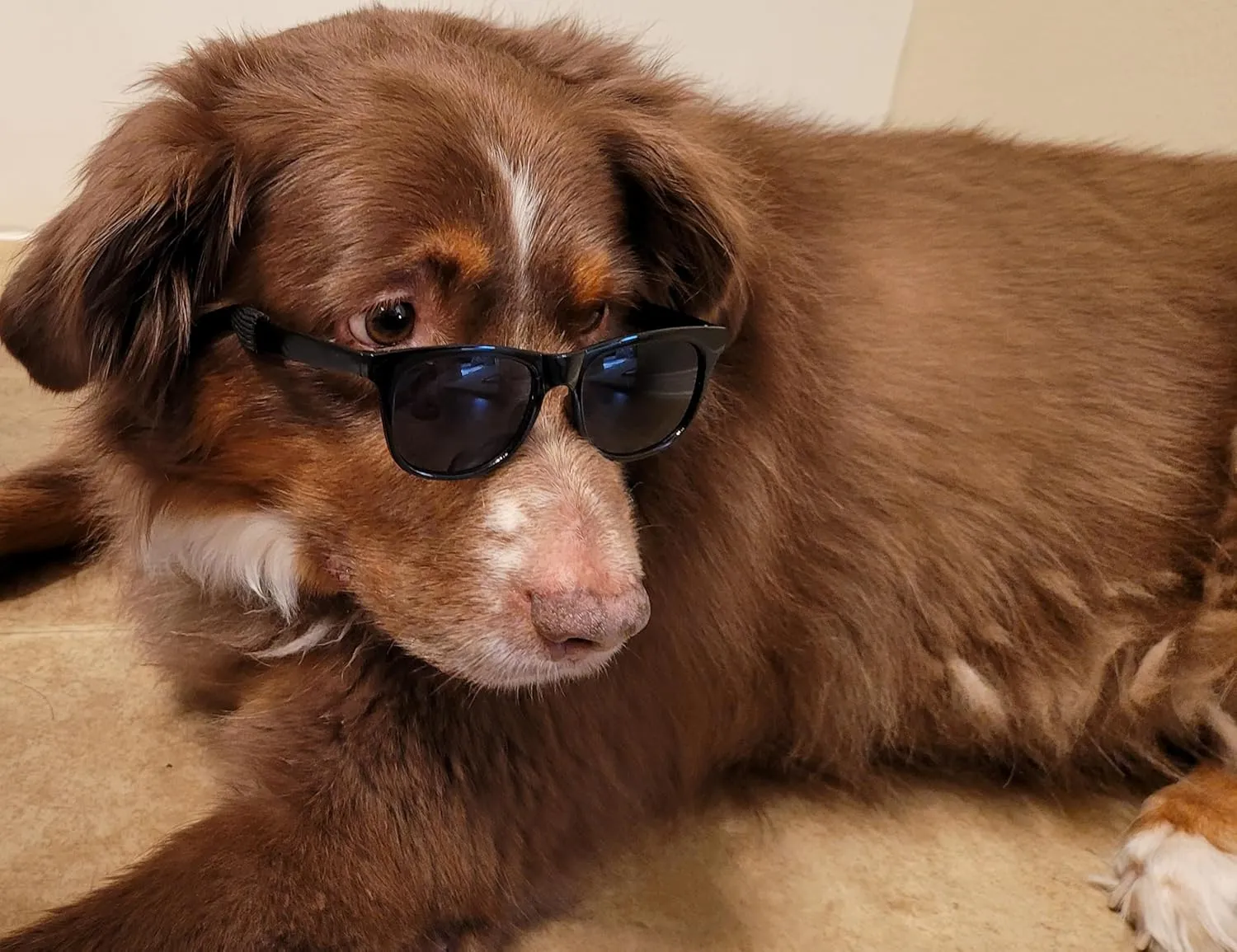 G006 Dog Pet 80s Costume Sunglasses Prop Photoshoot Medium Breeds 20-40 lbs (2-Pack Black  Black-Clear Lens)