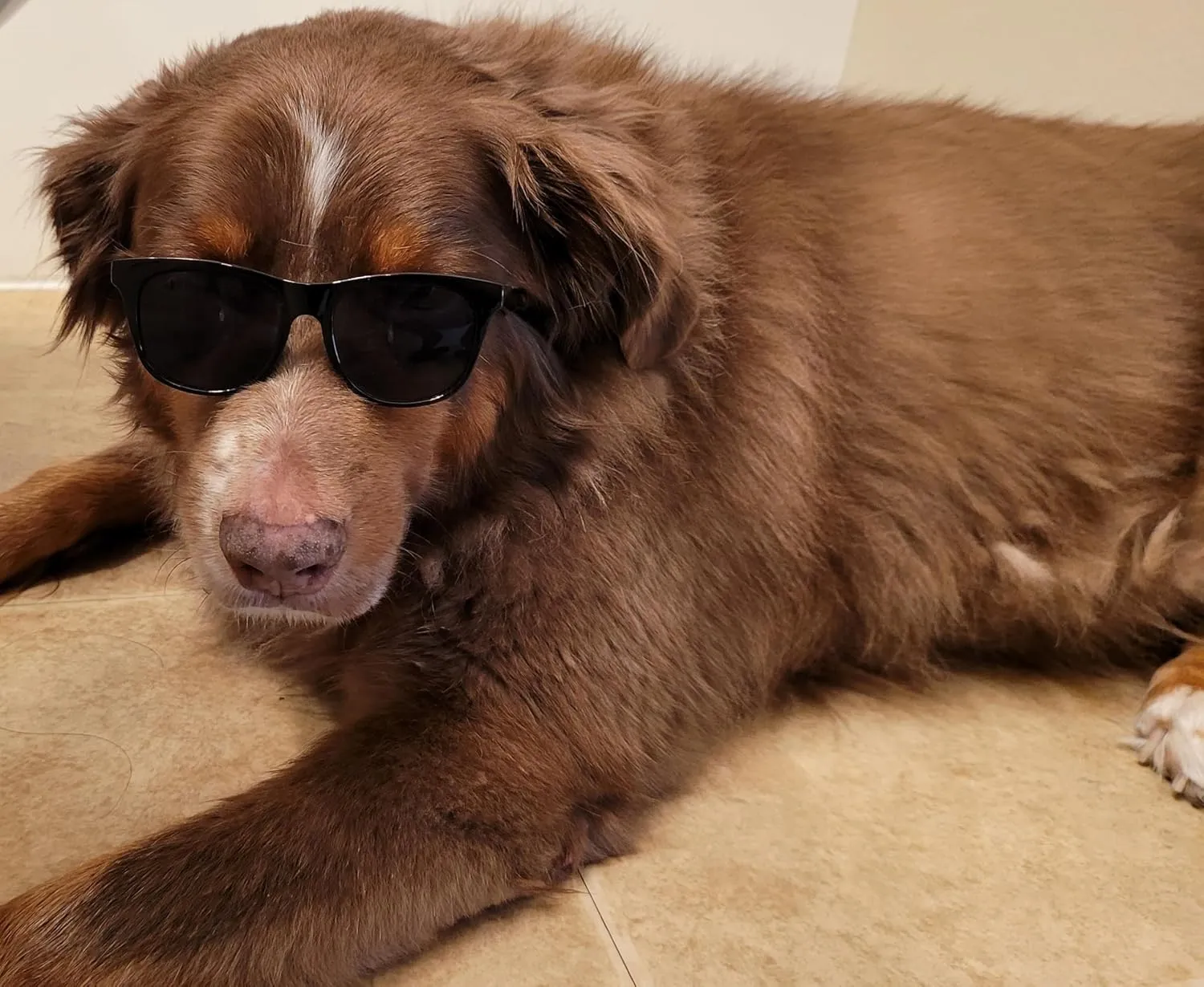 G006 Dog Pet 80s Costume Sunglasses Prop Photoshoot Medium Breeds 20-40 lbs (2-Pack Black  Black-Clear Lens)