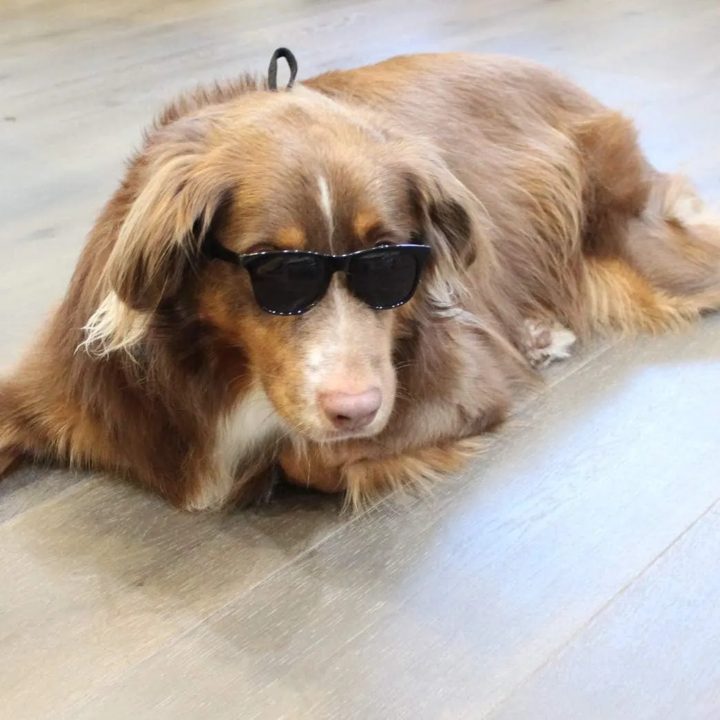 G006 Dog Pet 80s Costume Sunglasses Prop Photoshoot Medium Breeds 20-40 lbs (2-Pack Black  Black-Clear Lens)