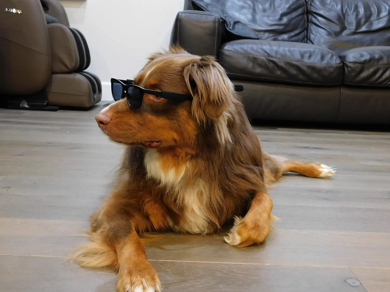 G006 Dog Pet 80s Costume Sunglasses Prop Photoshoot Medium Breeds 20-40 lbs (2-Pack Black  Matte Black)