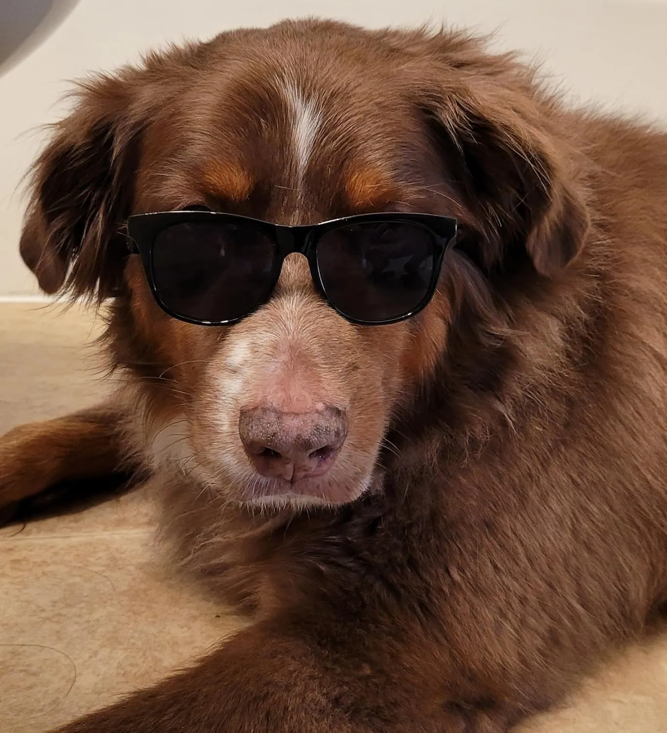 G006 Dog Pet 80s Costume Sunglasses Prop Photoshoot Medium Breeds 20-40 lbs (2-Pack Black  Matte Black)