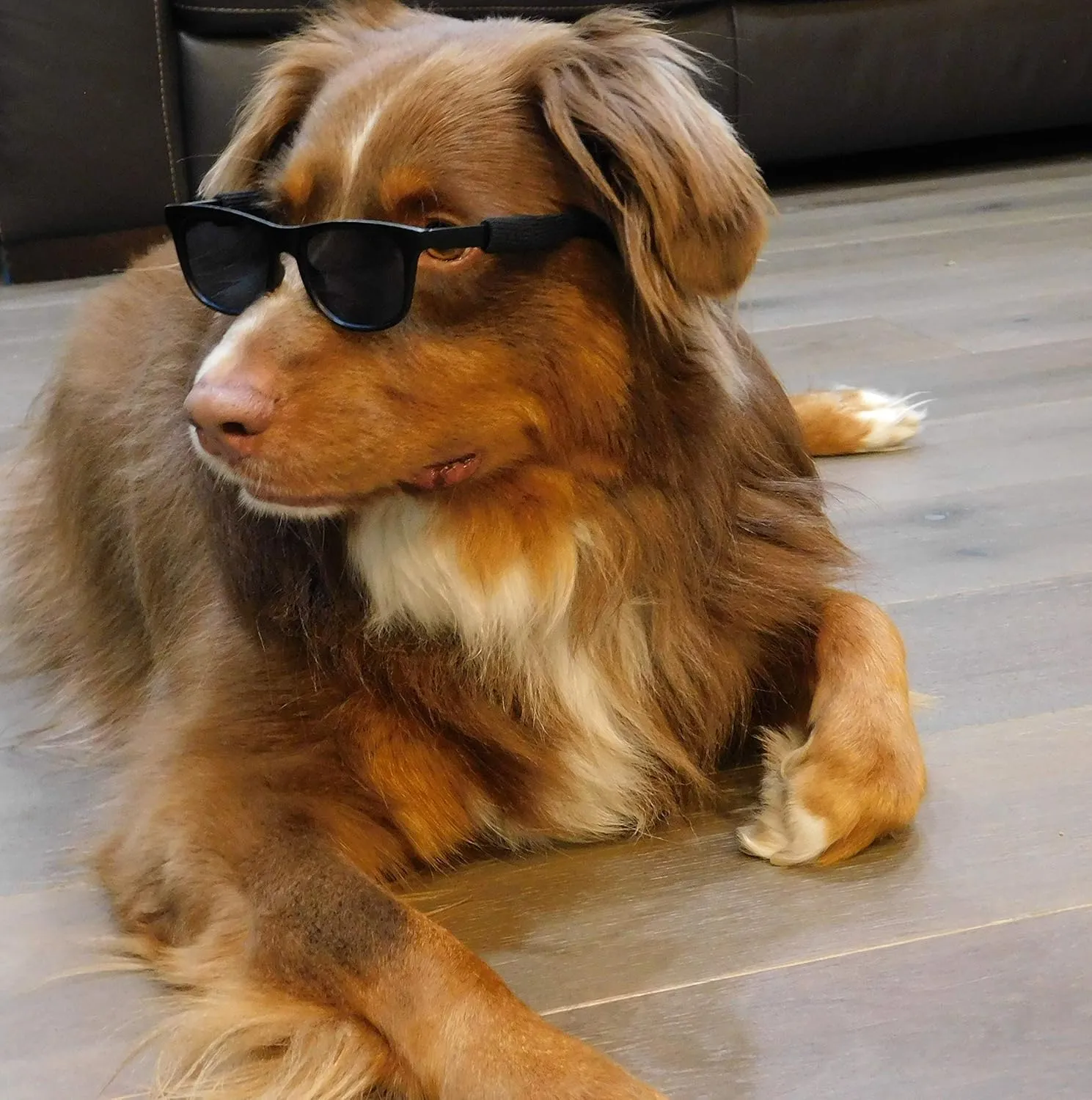 G006 Dog Pet 80s Costume Sunglasses Prop Photoshoot Medium Breeds 20-40 lbs (2-Pack Black  Matte Black)