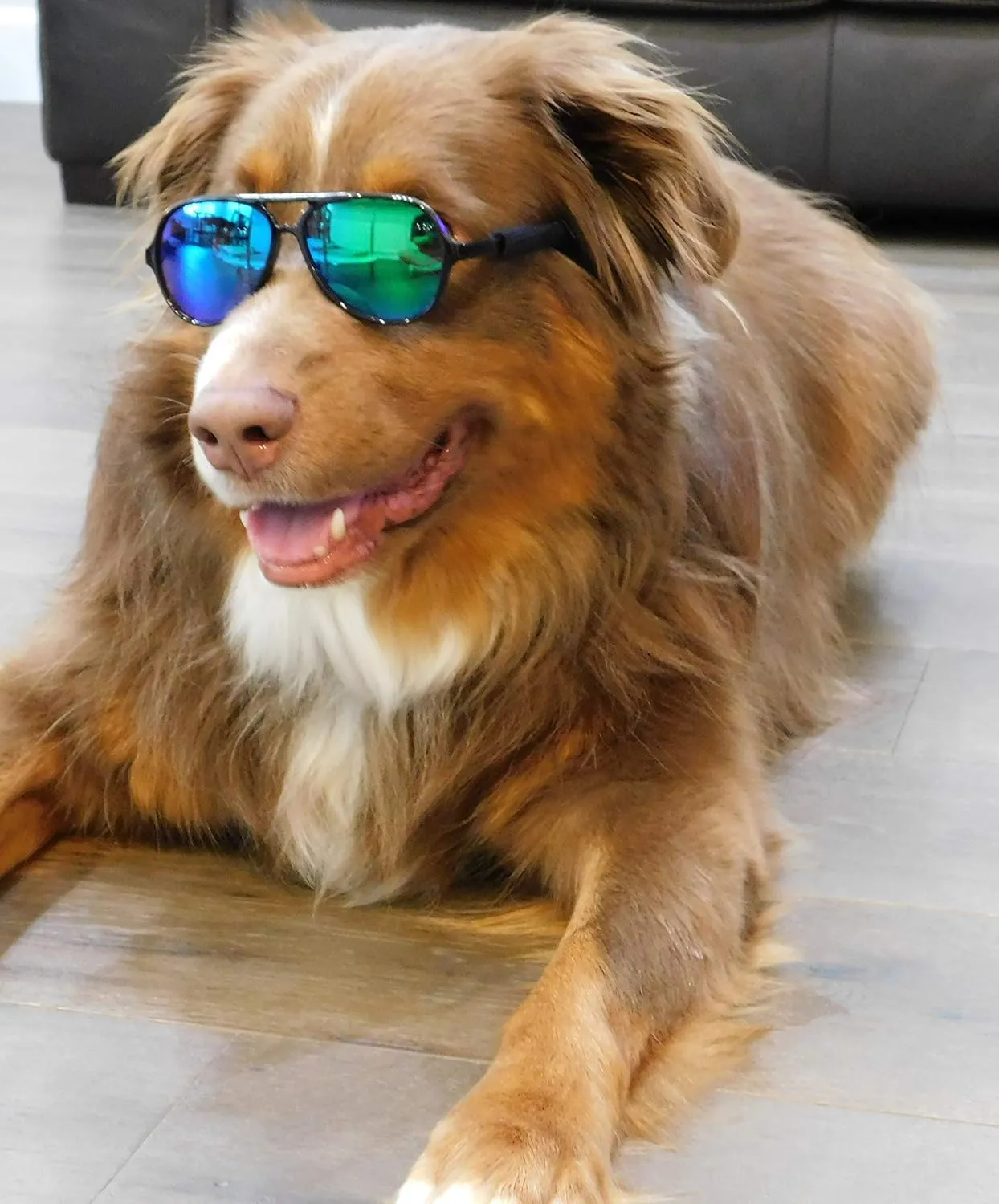 G010 Dog Pet Costume Prop Aviator Sunglasses Medium Breeds 20-40 lbs (2-Pack Black Black-Emerald Green Mirror)