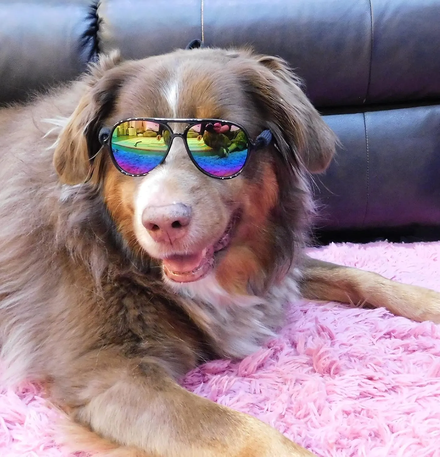 G010 Dog Pet Costume Prop Aviator Sunglasses Medium Breeds 20-40 lbs (2-Pack Black   Black-Rainbow Mirror)