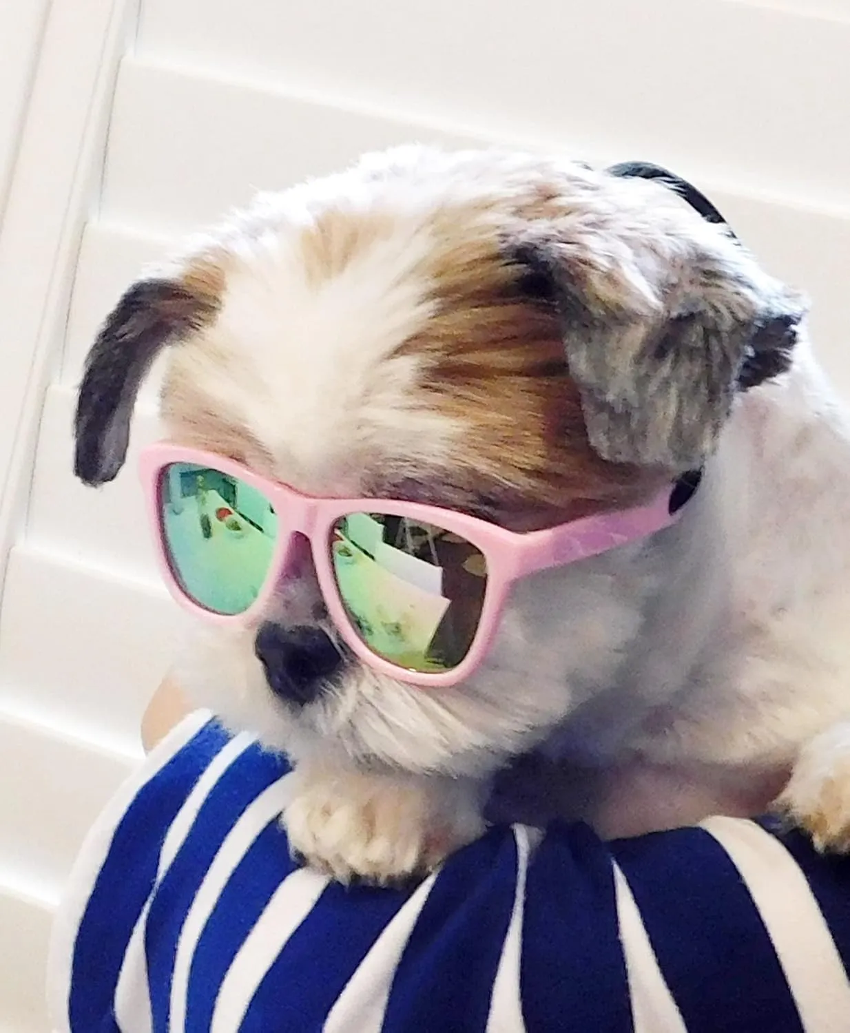 G014 Dog Cat Pet 80s Sunglasses Goggles for Small Breeds up to 15lbs (2-Pack Black  Pink-Rose Pink Mirror)