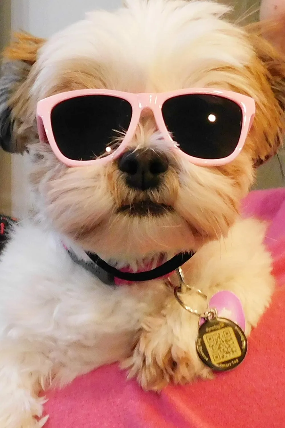 G014 Dog Cat Pet 80s Sunglasses Goggles for Small Breeds up to 15lbs (2-Pack Black Pink)