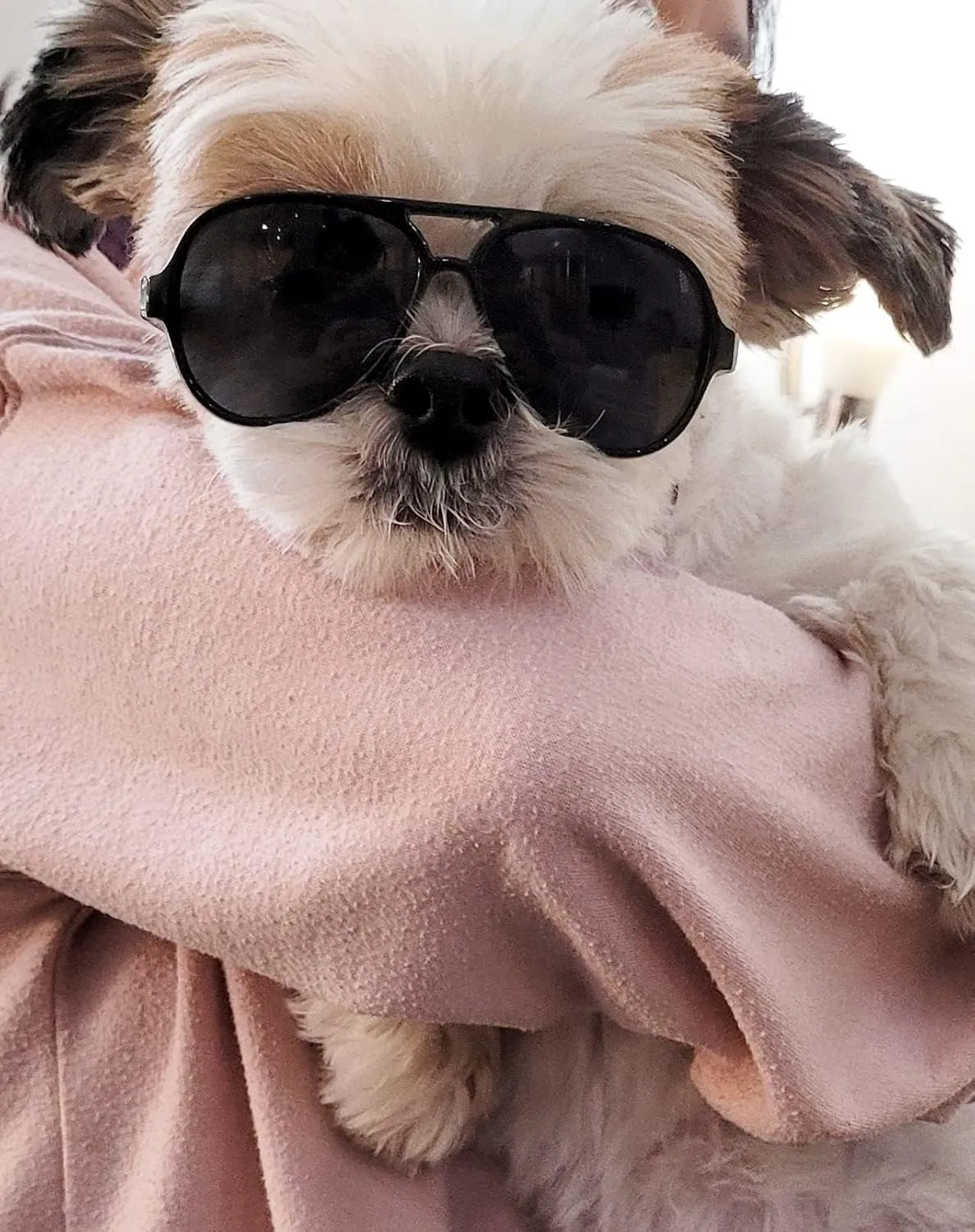 G029 Dog Cat Pet Aviator Pilot Sunglasses Glasses for Small Breeds up to 15lbs (2-Pack Black   Tortoise Brown)