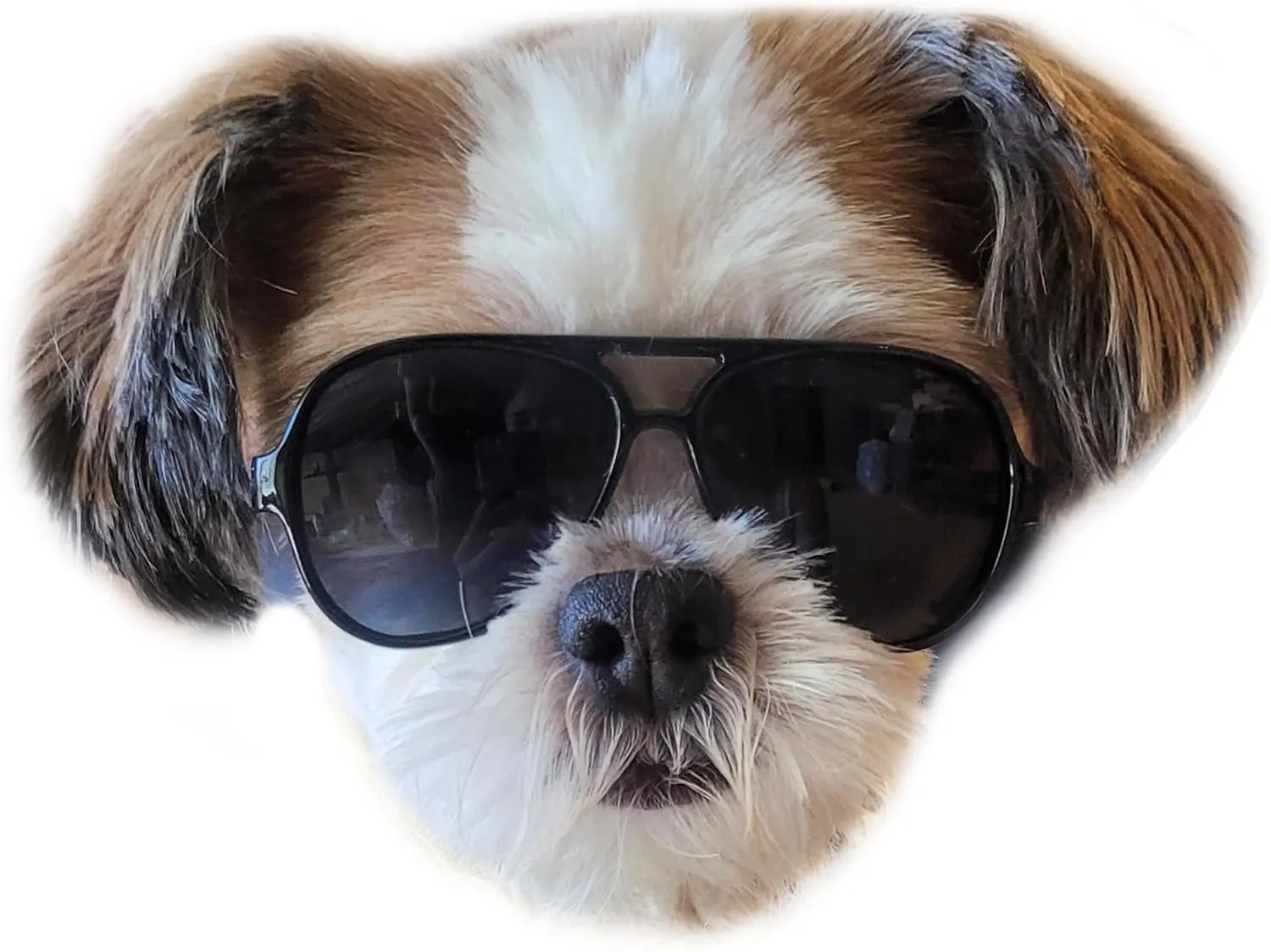 G029 Dog Cat Pet Aviator Pilot Sunglasses Glasses for Small Breeds up to 15lbs (2-Pack Black   White)